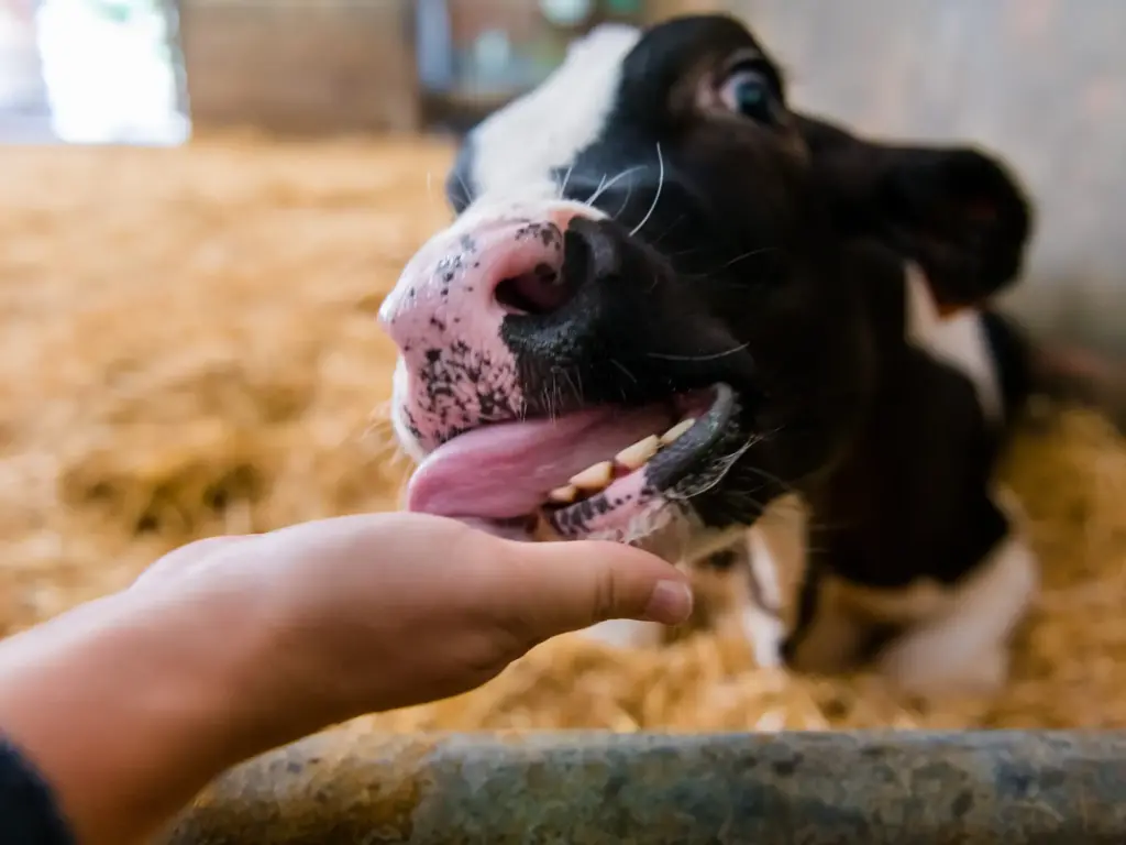 lick